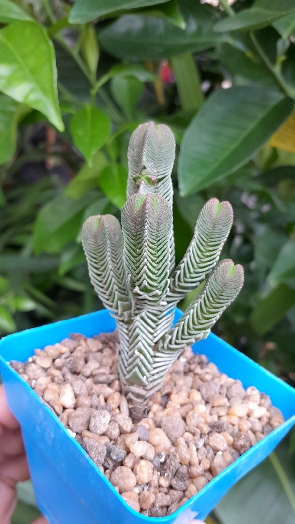 Producto - Crassula Pyramidalis