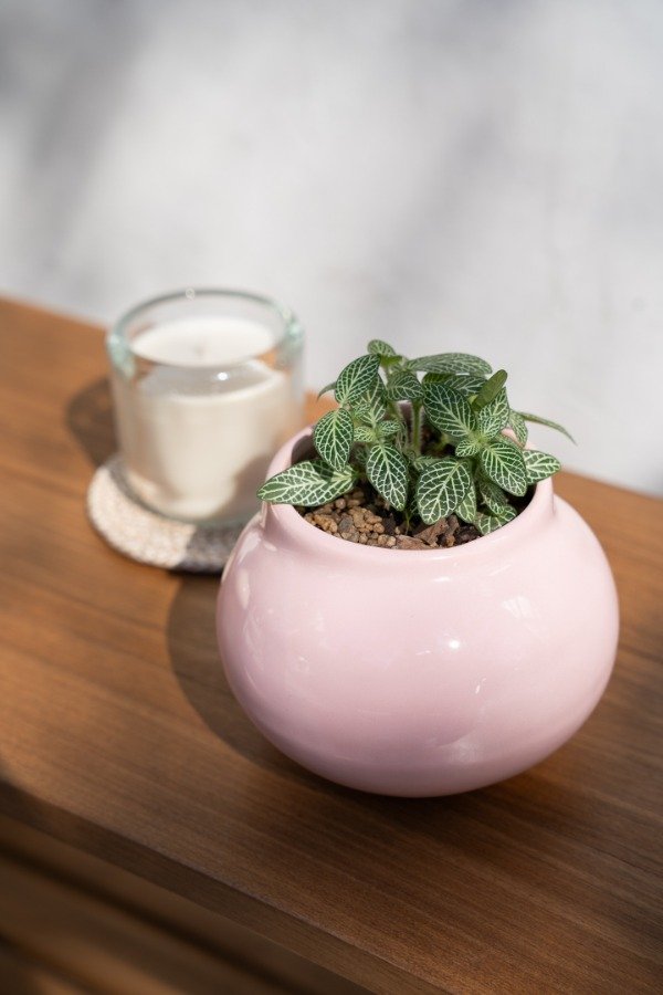 Producto - Maceta Bombita