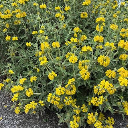 Producto - Phlomis fruticosa 3 L - 1