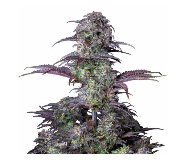 Producto - Original Blueberry Auto 3+2 - Fast Bud Seeds