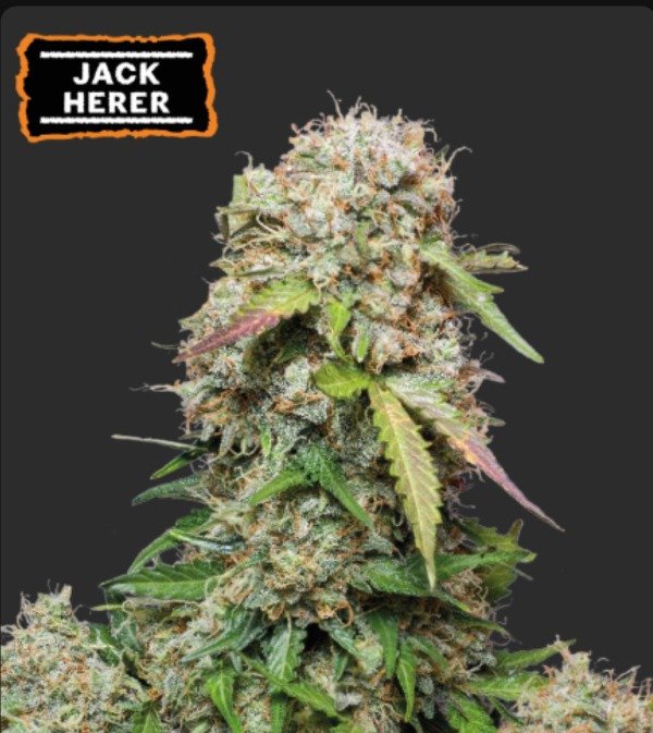 Producto - JACK HERER AUTOFLORECIENTE