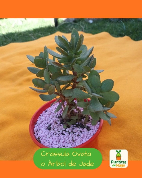 Producto - Crassula ovata ó Árbol de Jade
