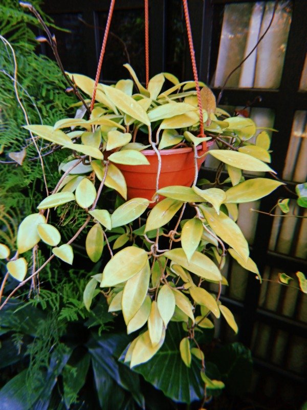 Producto - NACAR GRANDE