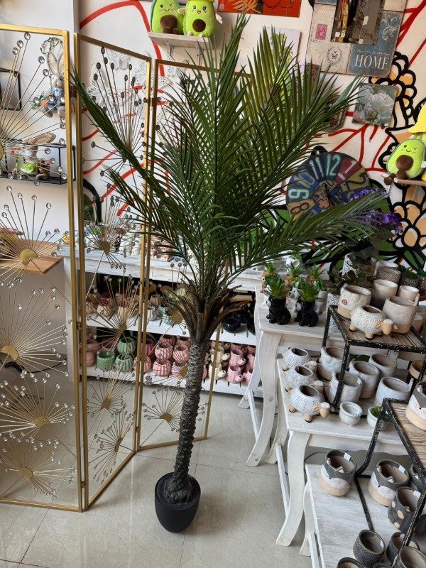 Producto - Planta Palmera 2,13 mts -P1 ( Efectivo: 190.320)