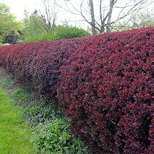 Producto - Berberis thunbergii atropurpurea