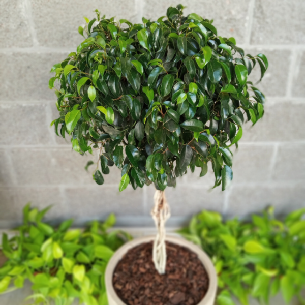 Producto - Compuesto orgánico Madre Tierra 25 dm3