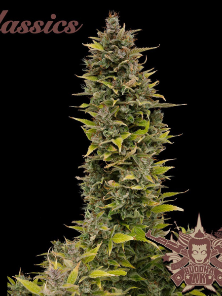Producto - Ak x3 - Buddha Seeds