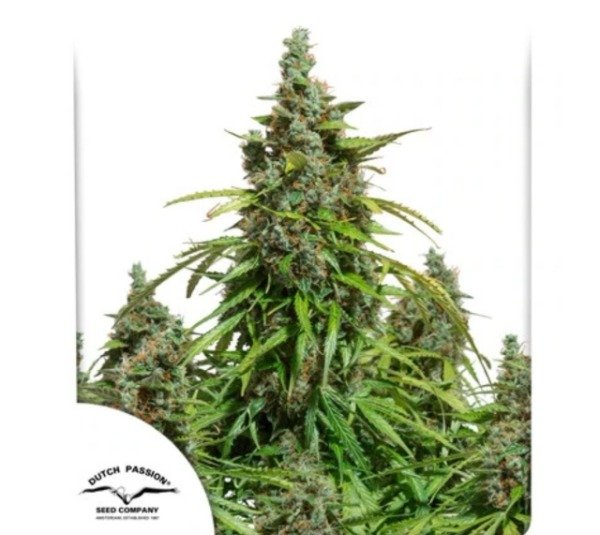 Producto - Auto Mazar
