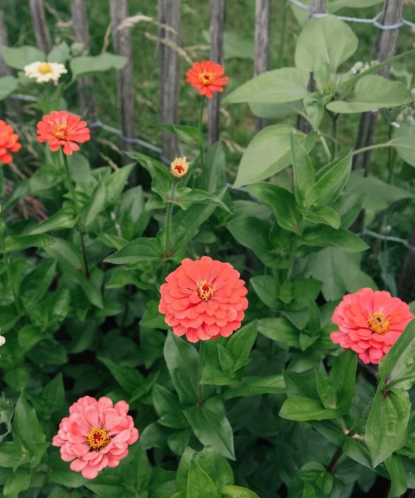 Producto - Zinnia Elegans Salmon Queen - 3