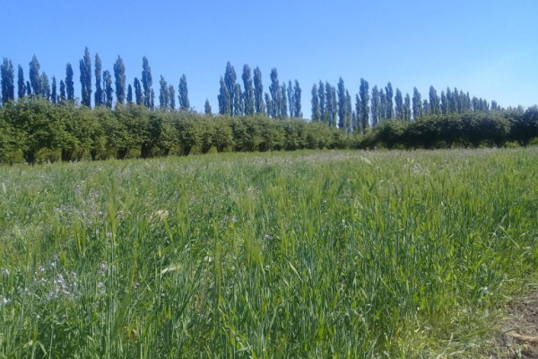 Miniatura de producto - 7