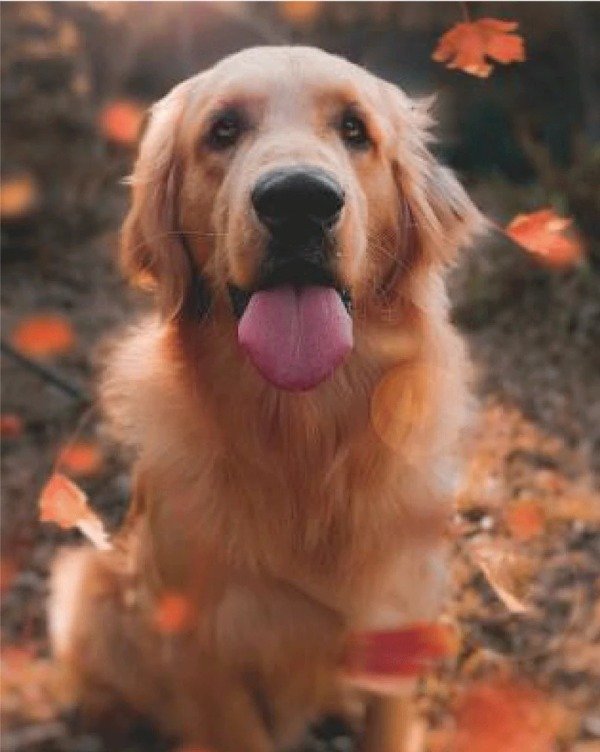 Producto - Kit De Pintura Con Diamantes Diamond Painting 40x50cm - Perro