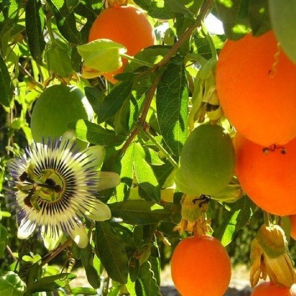 Producto - Pasionaria - Mburucuyá - Cria mariposas espejitos - enredadera nativa - 0