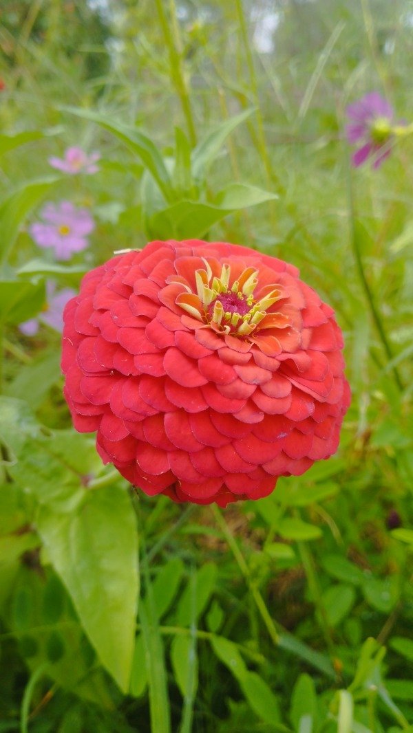 Producto - Zinnia Oklahoma roja