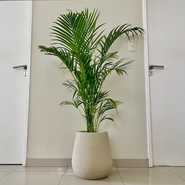 Producto - Palmera Areca L Alta - 0