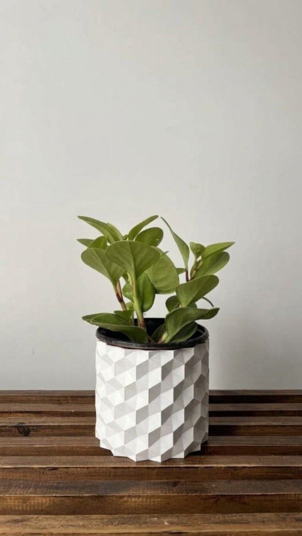 Producto - Maceta Monaco + Peperomia - 3