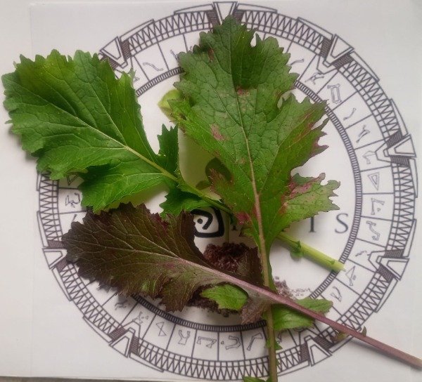 Producto - VIVID CHOI