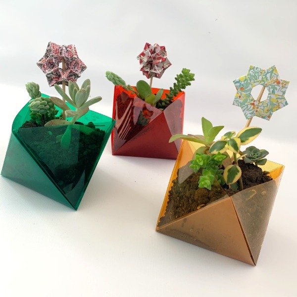 Producto - Macetas plegadas con planta (solo retiro en La Plata)