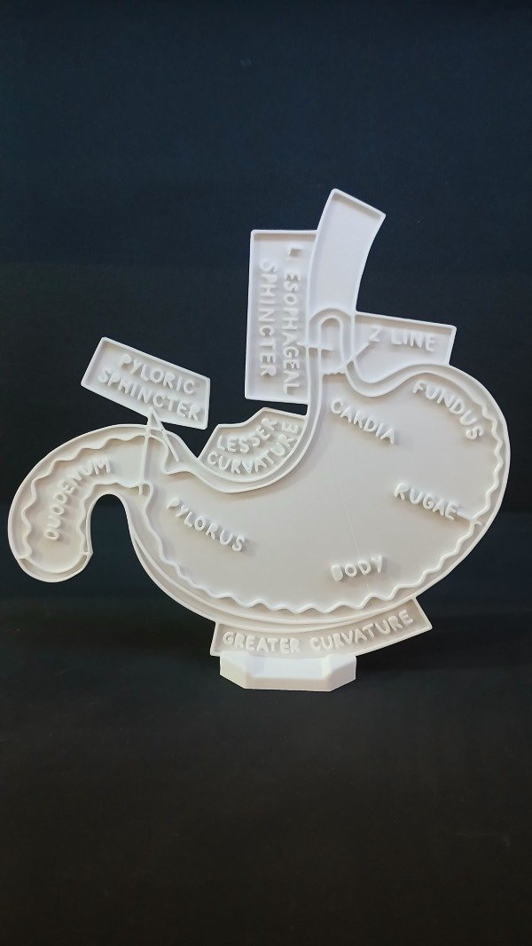 Producto - Estómago