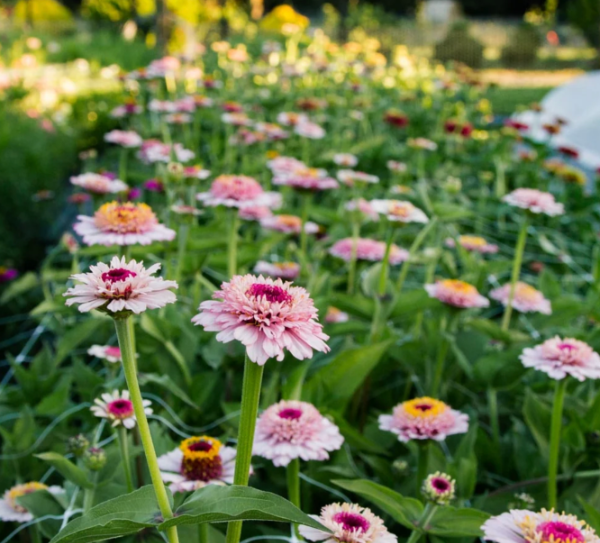 Producto - Zinnia Elegans Zinderella Lilac - 2