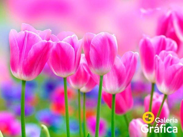 Producto - Flores FS 48