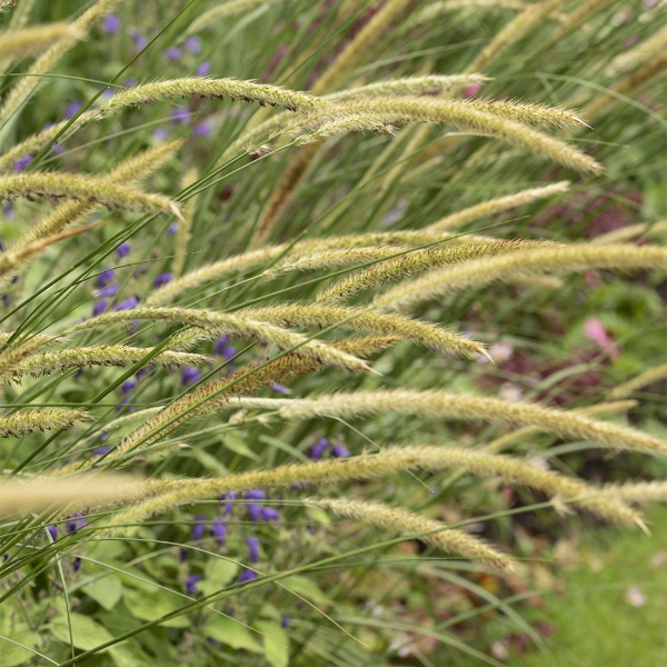 Producto - Pennisetum macrourum 2 L - 1