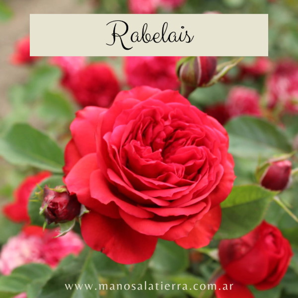 Producto - Rosal Rabelais