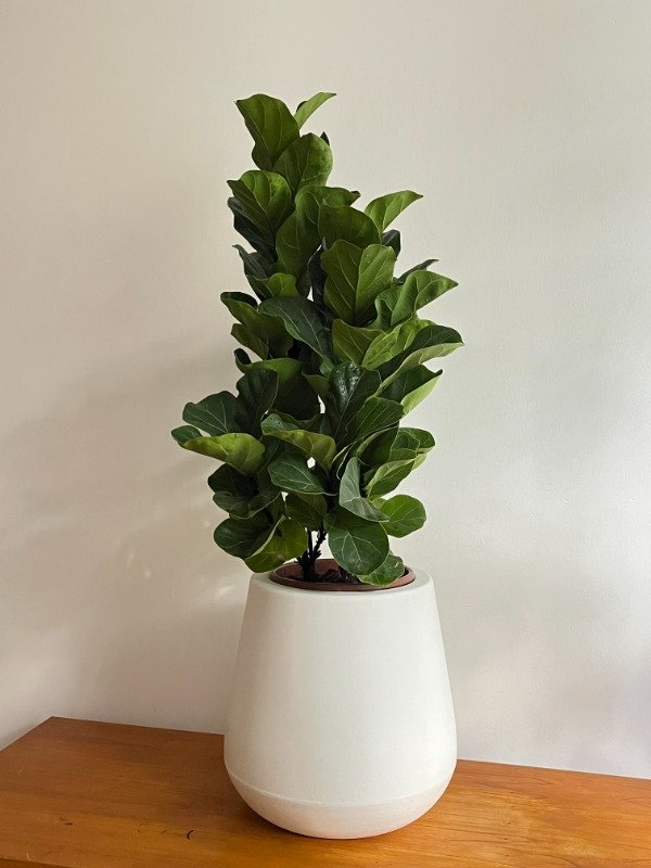 Producto - Pandurata Bambino Triple