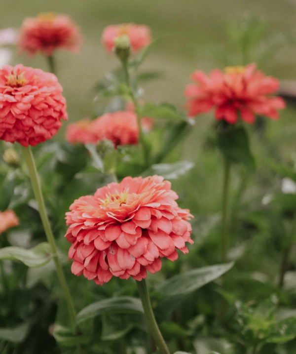Producto - Zinnia Elegans Salmon Queen - 0