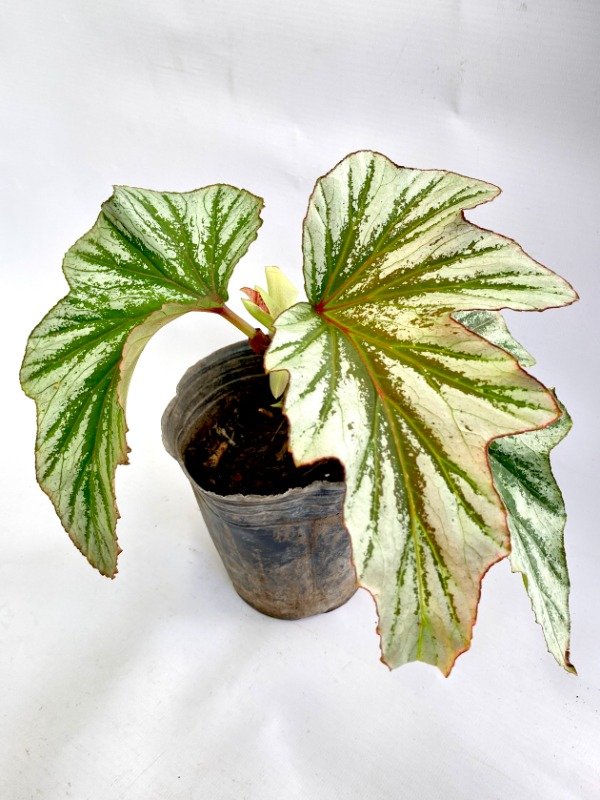 Miniatura de producto - 7