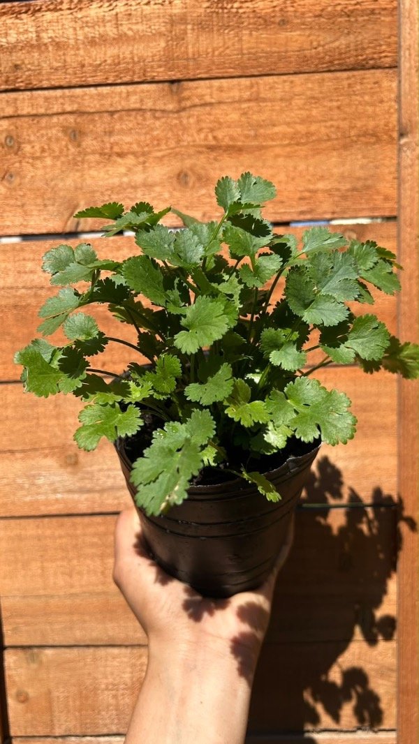 Producto - Cilantro - 0
