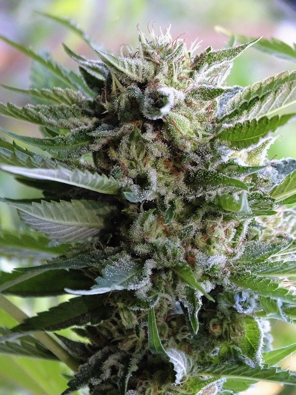 Producto - STARLIME