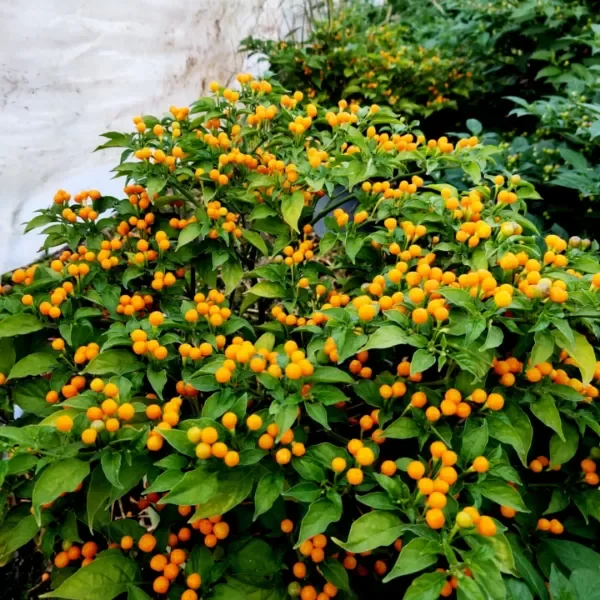 Producto - SEMILLAS DE AJI PICANTE CHARAPITA