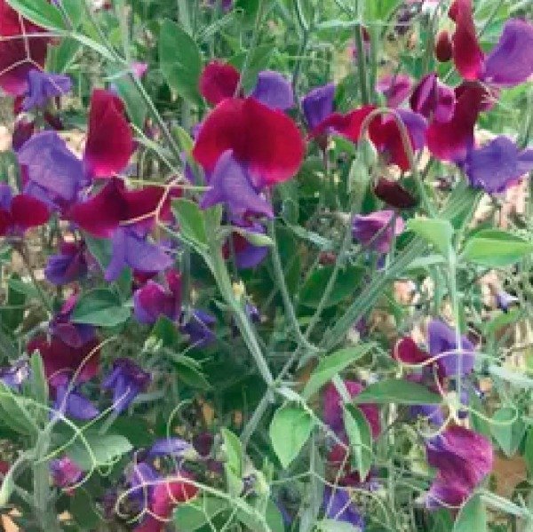 Producto - Arvejilla bicolor