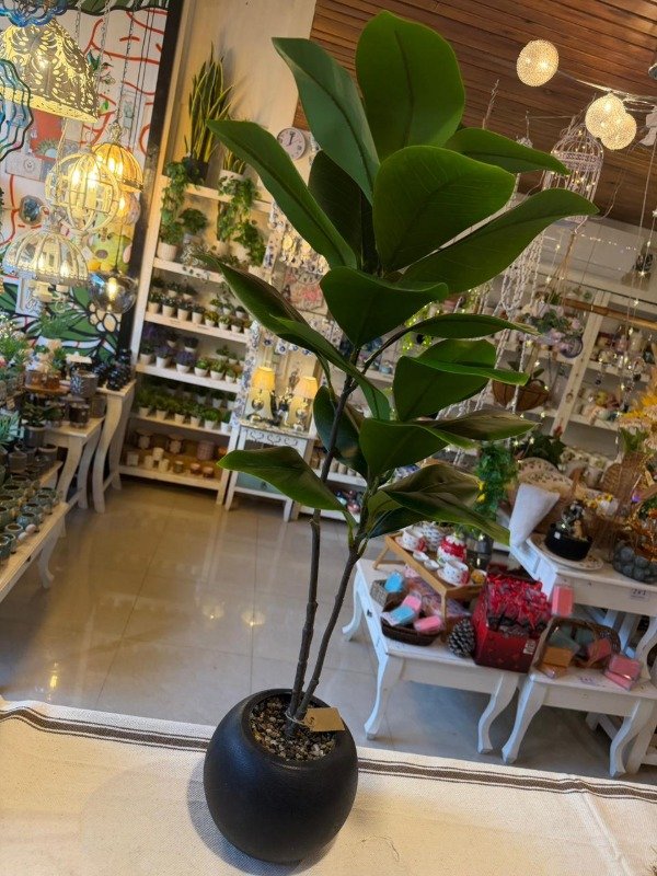 Producto - Ficus lyrata maceta negra 90 cm - (Efectivo: 66.000)