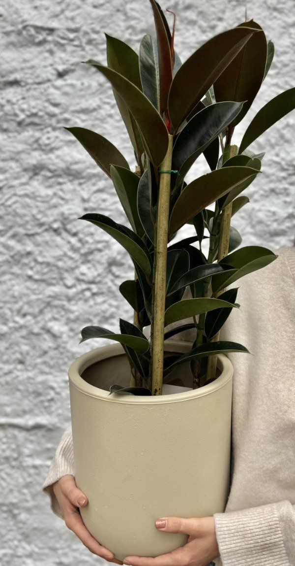 Producto - Ficus Elástica Melany