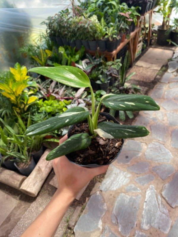 Miniatura de producto - 4