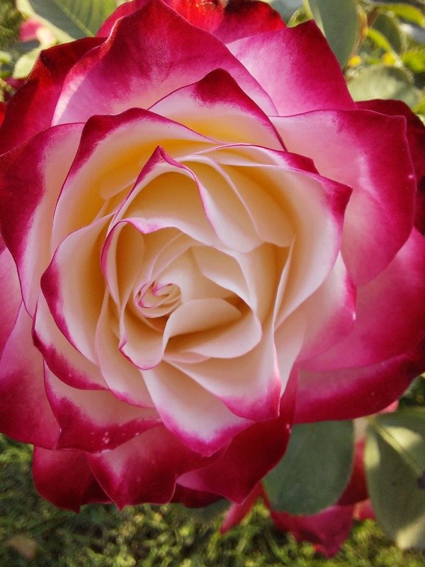 Producto - Jubilé du Prince de Monaco