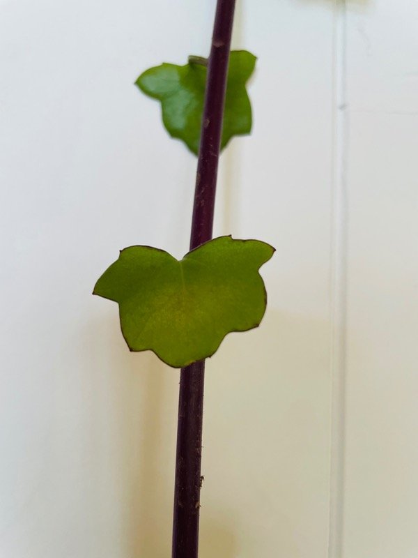 Producto - Senecio angulatus