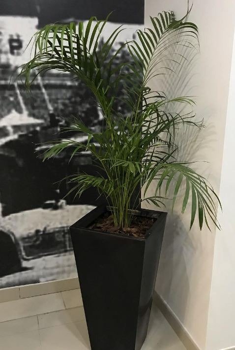 Producto - Areca 1,2 mts