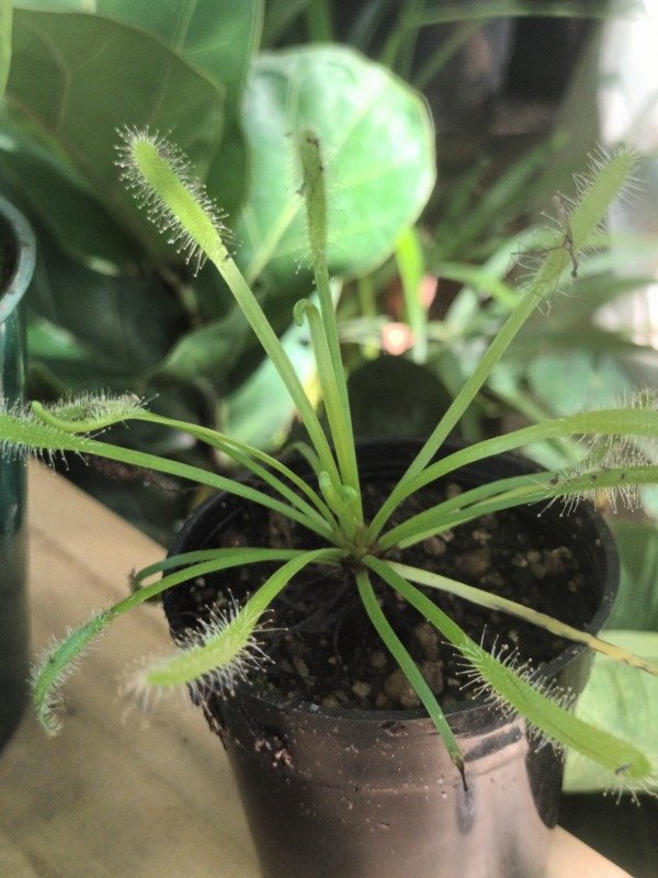 Producto - Drosera - 1