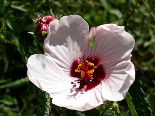 Producto - Pavonia Rosa - 0