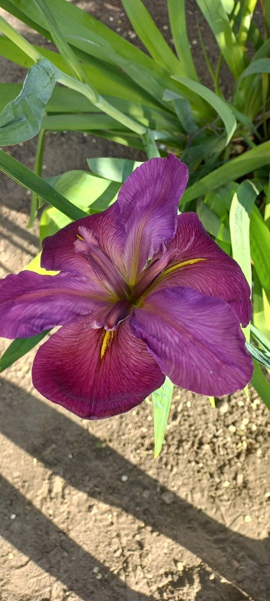 Producto - Iris Lousiana PURPUREA