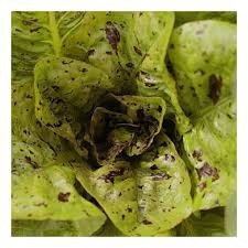 Producto - Lechuga pintada