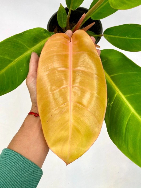 Producto - Philodendron Imperial Orange en maceta N17