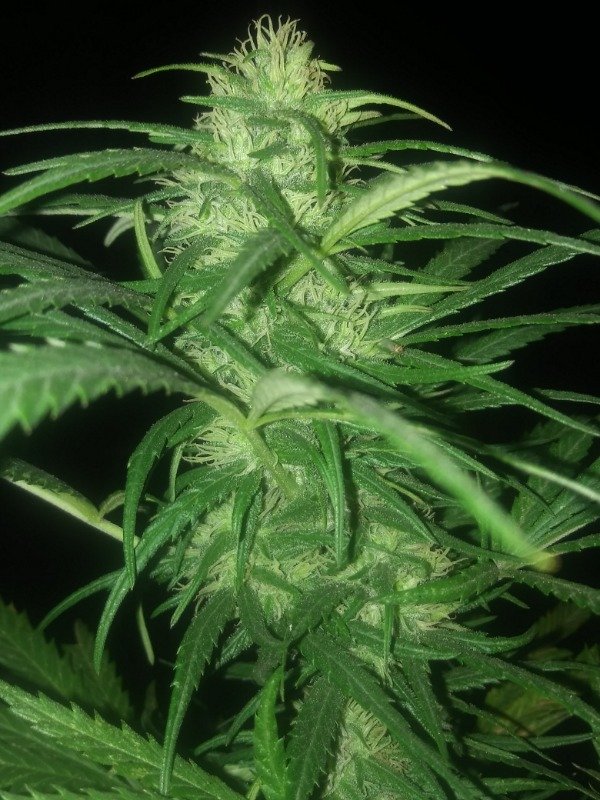 Producto - Auto White Spirit - Ermitaño seeds x9