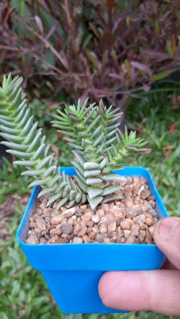 Producto - Crassula Congesta