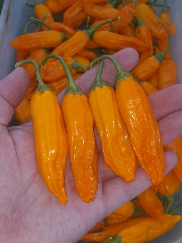 Producto - 15 Semillas de Ají Cito - 0