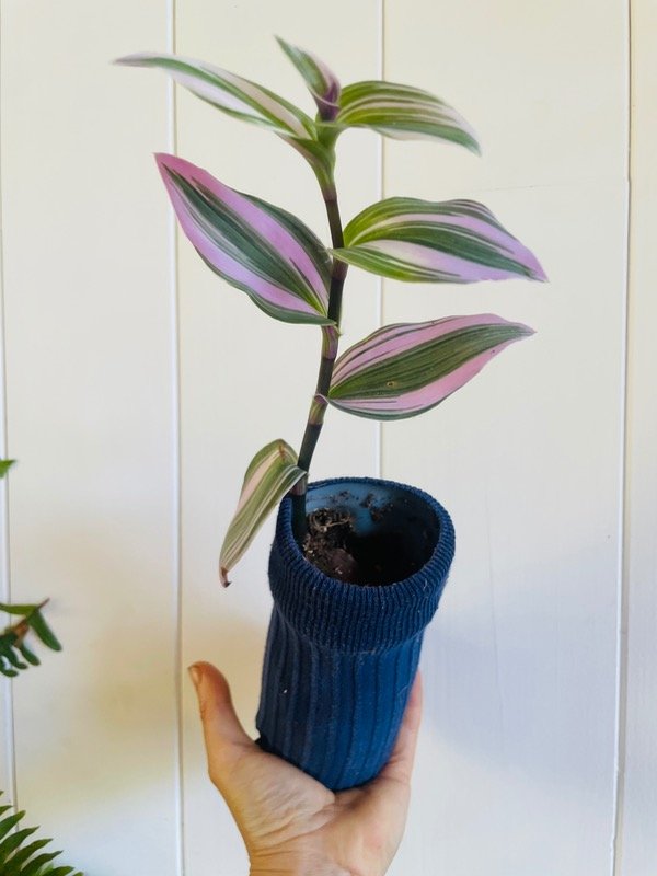 Producto - Tradescantia rubra