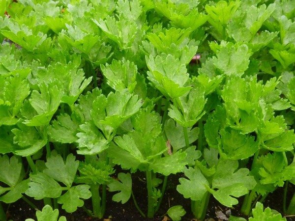 Producto - Apio