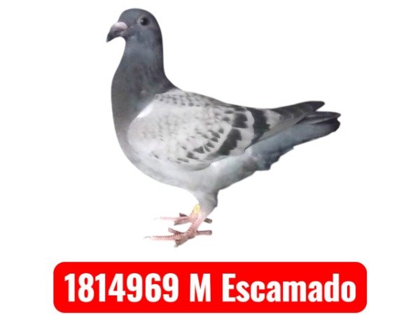 Producto - 1814969/ 25 (Reanillado)